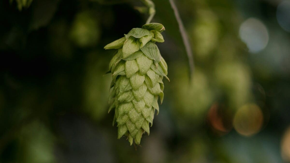NZ hop farmers diversify as US tariffs make market harder to crack