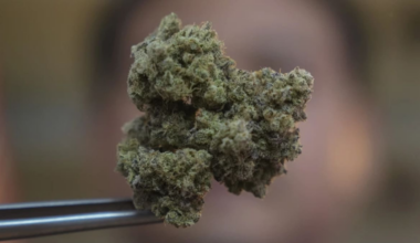 New survey reveals cheaper cannabis and more frequent use across Aotearoa