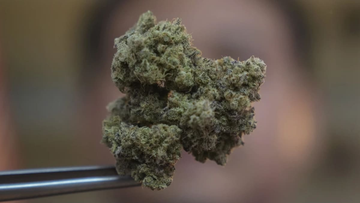 New survey reveals cheaper cannabis and more frequent use across Aotearoa