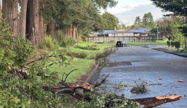 Far North council under pressure to remove dangerous Kerikeri redwoods