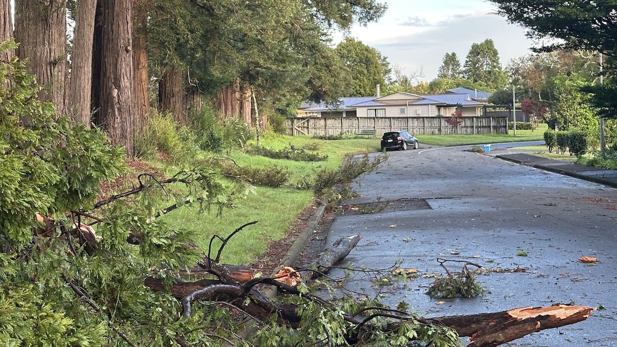 Far North council under pressure to remove dangerous Kerikeri redwoods