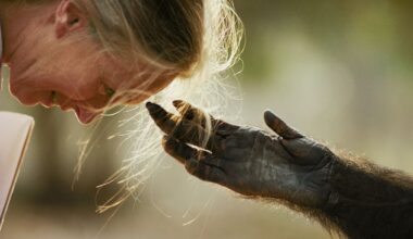 Jane Goodall tribute prints on sale to support conservation work