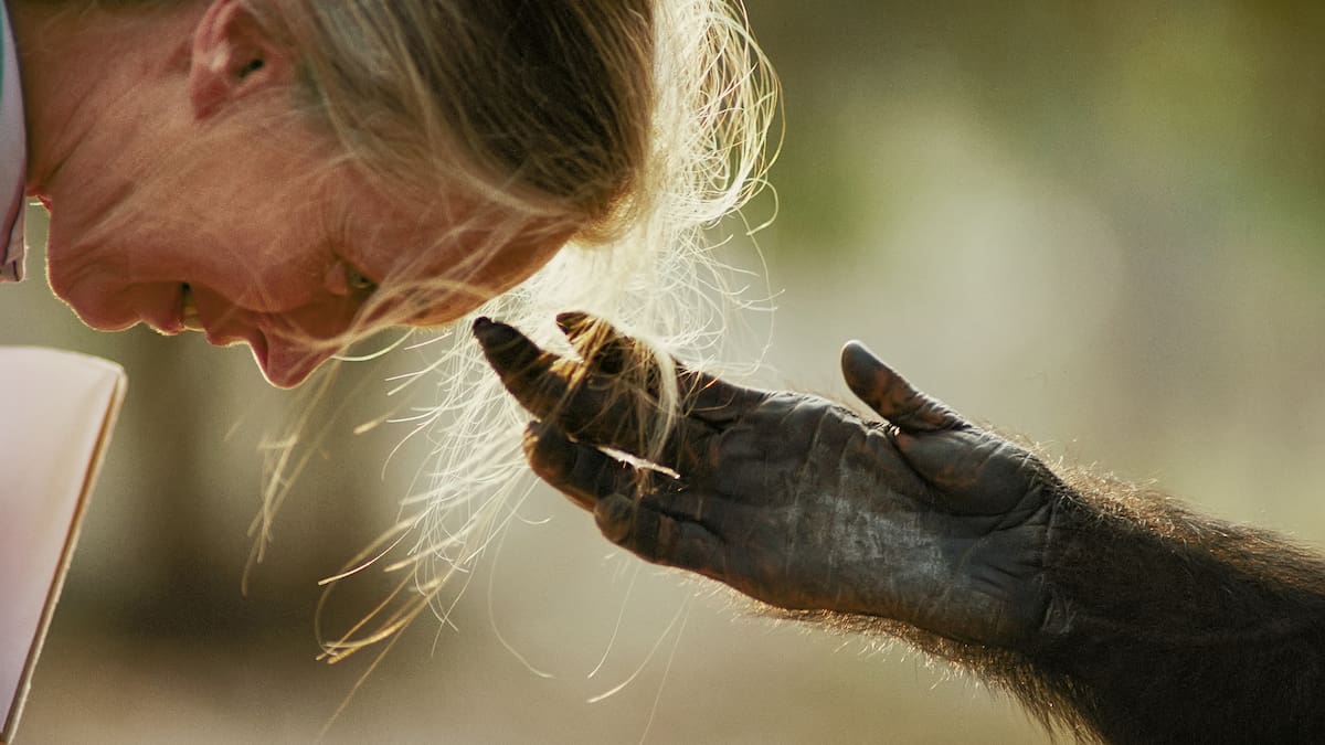 Jane Goodall tribute prints on sale to support conservation work