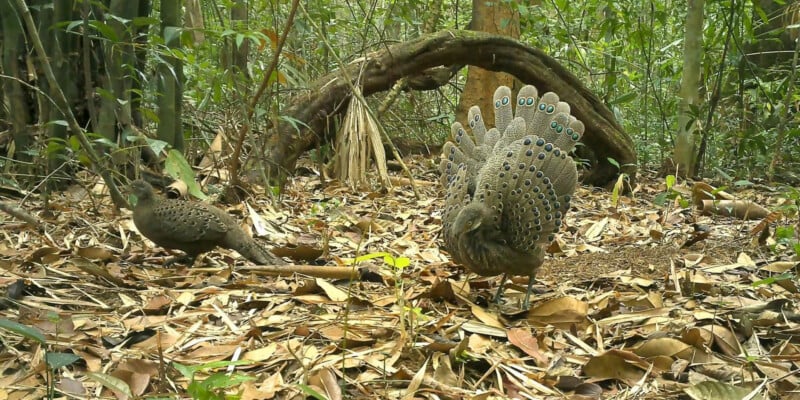 Two brown birds with spotted feather patterns walk on a forest floor covered in dry leaves and surrounded by green foliage, with a curved tree branch in the background.