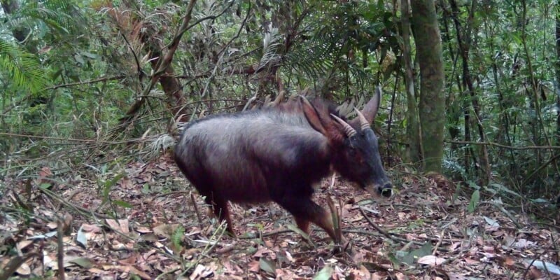 A large, dark-furred antelope with curved horns walks through a dense, leafy forest. Fallen leaves cover the ground, and green foliage fills the background.