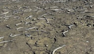 ‘Devastating’ scenes as wildlife lay dead on dry lakebed in Manawatū