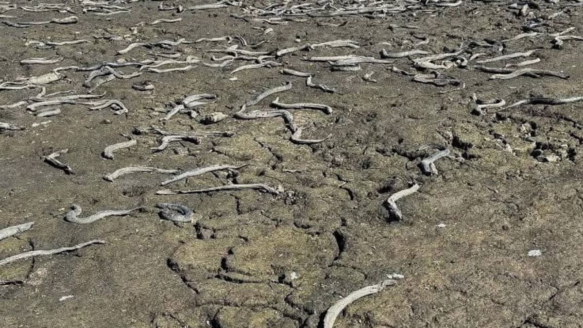 ‘Devastating’ scenes as wildlife lay dead on dry lakebed in Manawatū