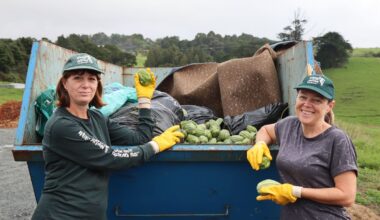 Northlanders fight back against invasive moth plant vines