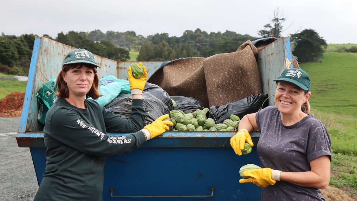 Northlanders fight back against invasive moth plant vines