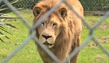 Kamo Wildlife Sanctuary lion Abdullah euthanised after health battle