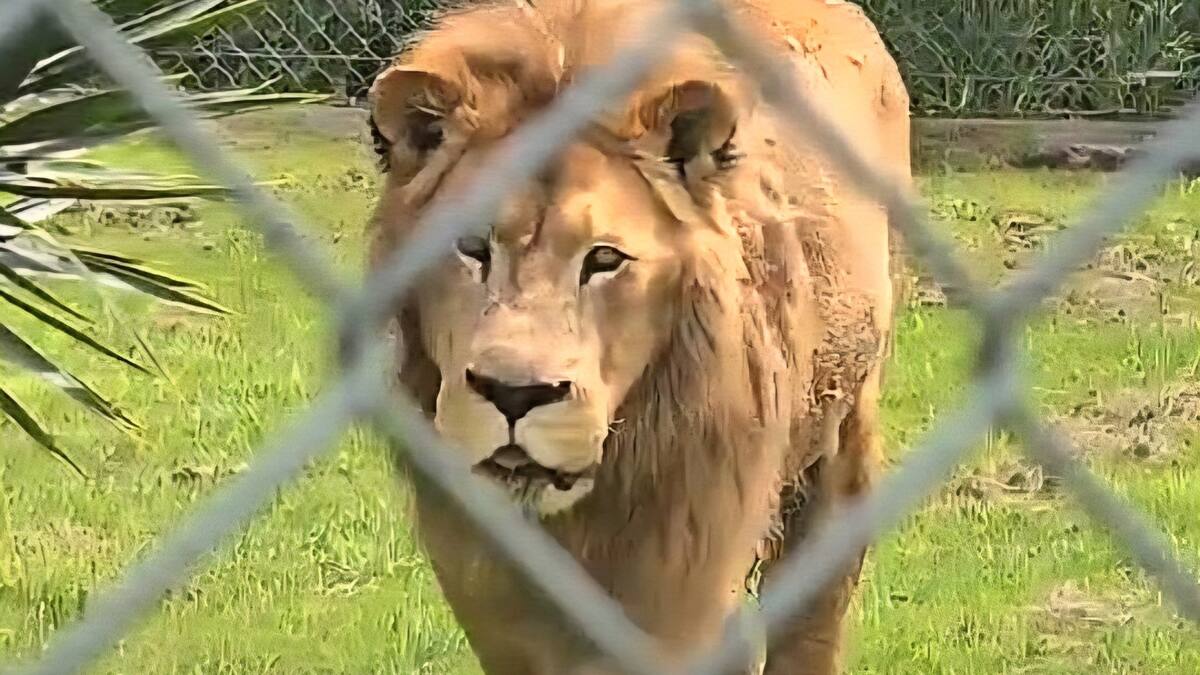 Kamo Wildlife Sanctuary lion Abdullah euthanised after health battle