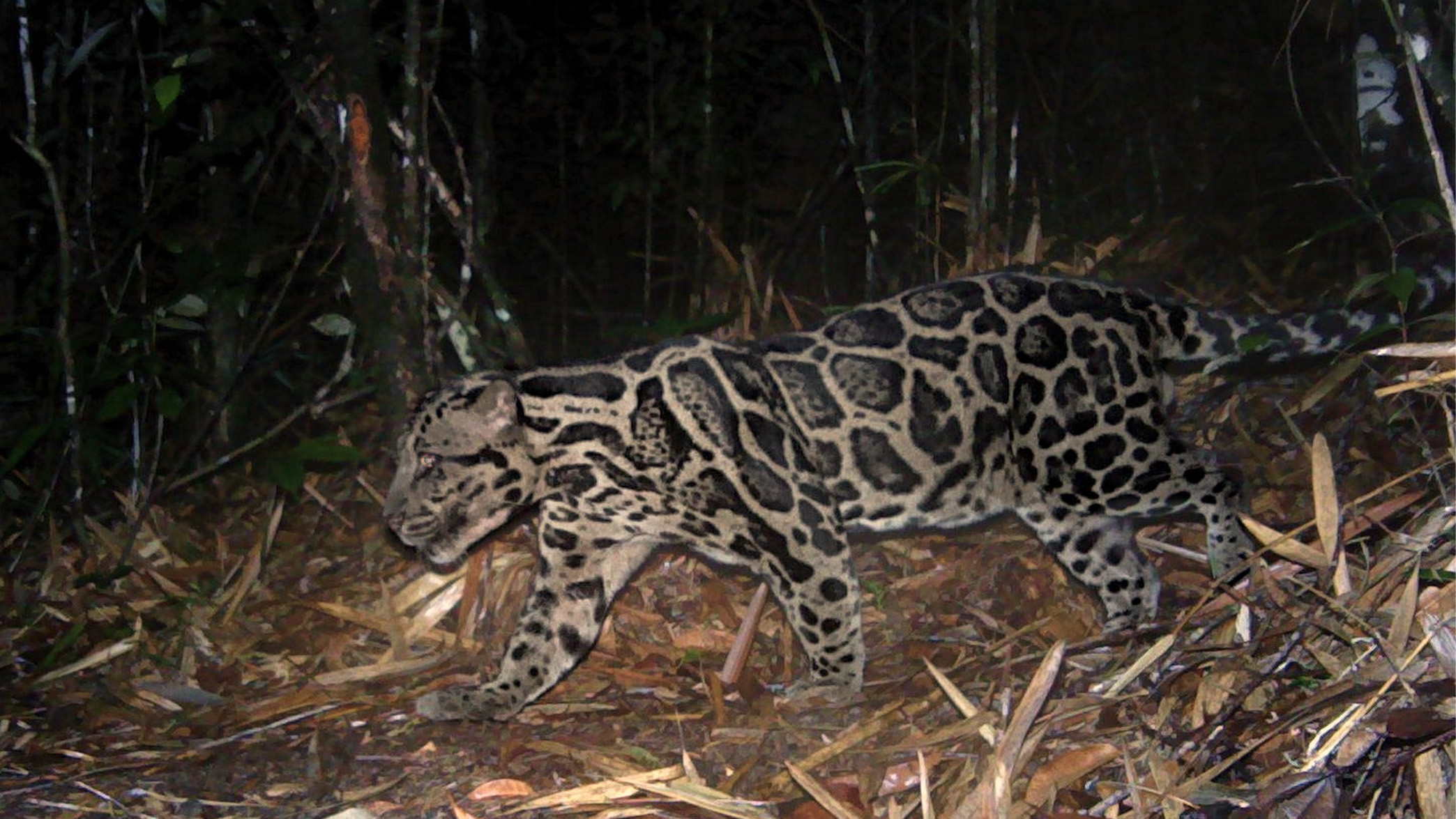 A Sundra spotted leopard walking in a forest at night caught on camera.