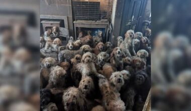 Shocking image from UK RSPCA rescue involving 250 dogs