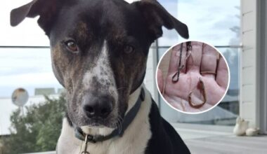 Dog’s $7000 fishhook emergency prompts warning to fishers