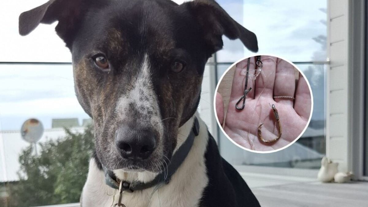 Dog’s $7000 fishhook emergency prompts warning to fishers