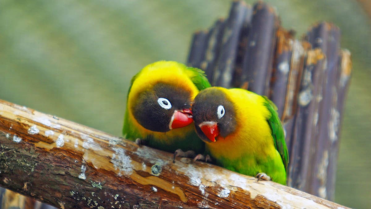 Herald morning quiz: April 19 - New Zealand News