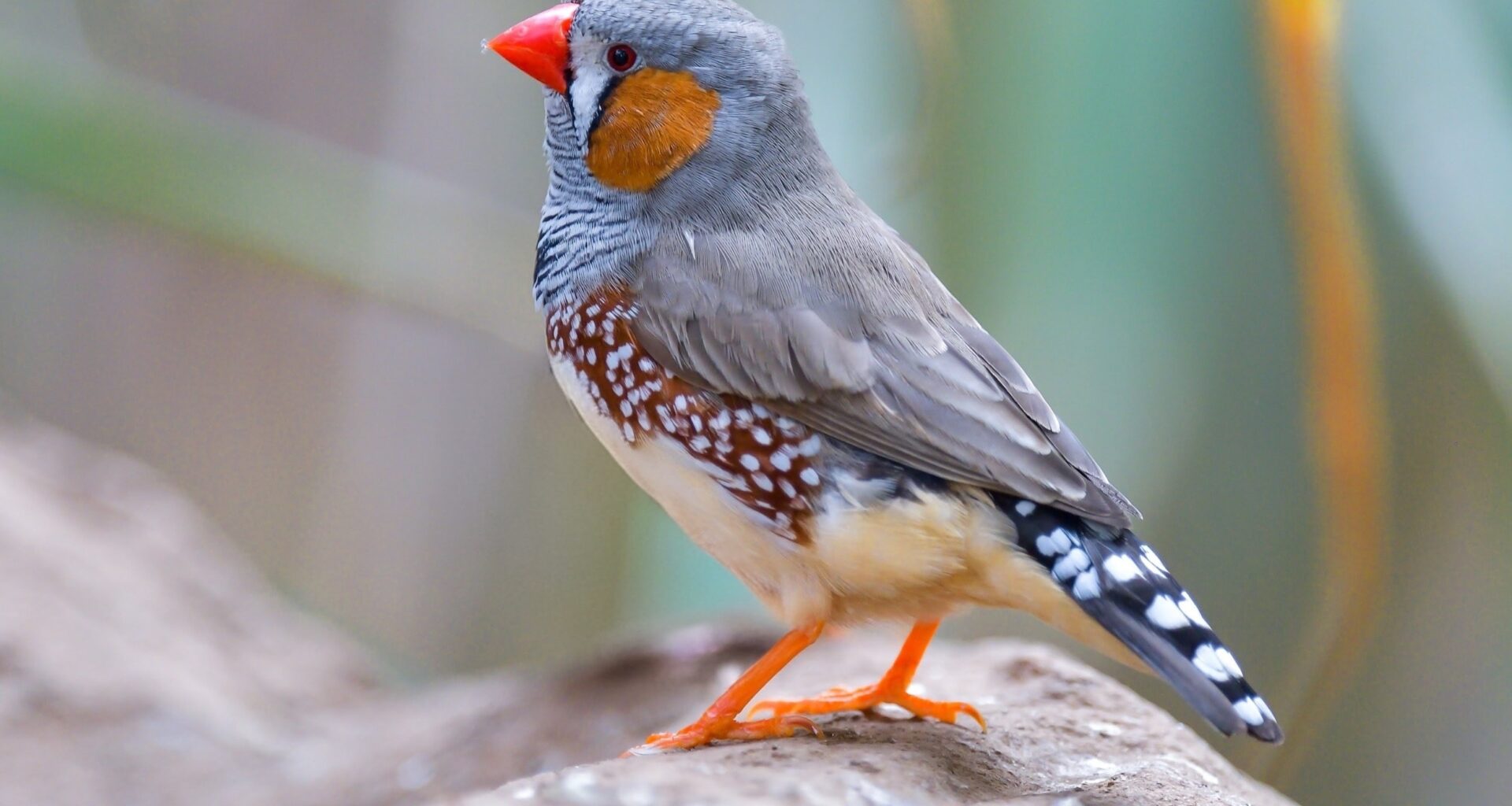 Songbird brains rebuild themselves - but at a surprising cost