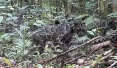 A Rare Wild Cat Delivered The Kind Of Sighting Scientists Wait Years For