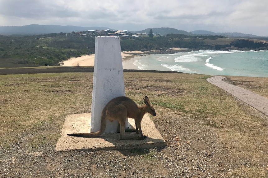 Small kangaroo leans in the shade, against a white concrete headland marker