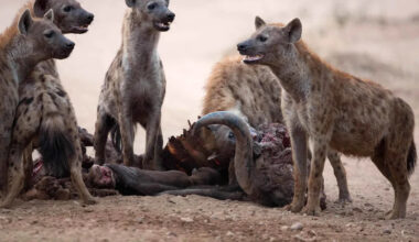 Yahoo lifestyle home