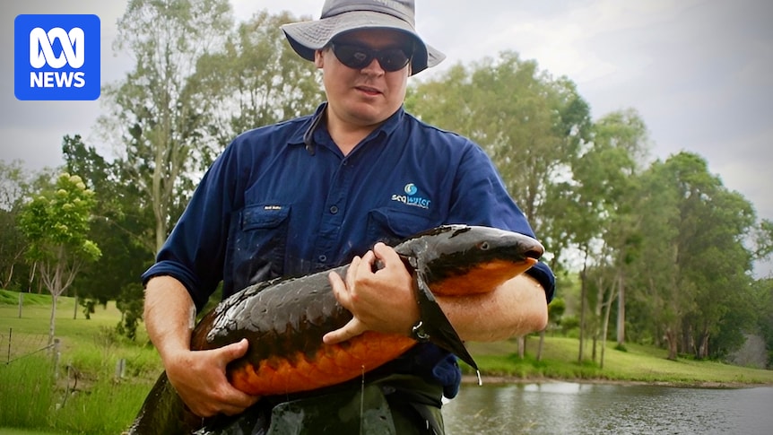 Race to save Brisbane River's Australian lungfish from its own appetite