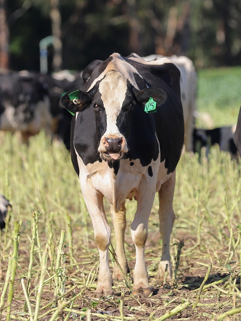Black and white cows standing in a paddock of green stalky grass, there are trees in the background.