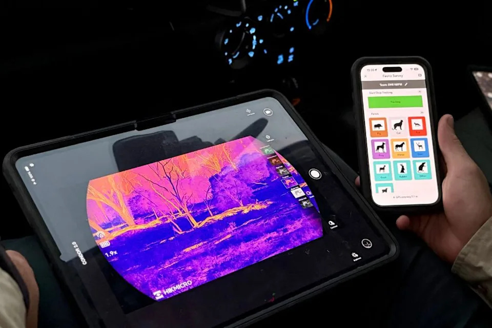 Thermal imagery showing feral pig habit in the Culgoa Floodplain National Park. 