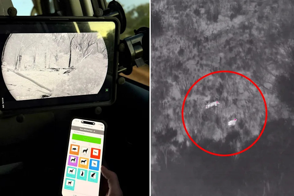 Left: Thermal imagery showing feral pig habit in the Culgoa Floodplain National Park. Right: Thermal imagery showing feral pig habit. 