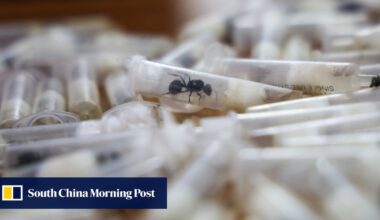 Why are smugglers swarming East Africa for ants to send to China and Europe?