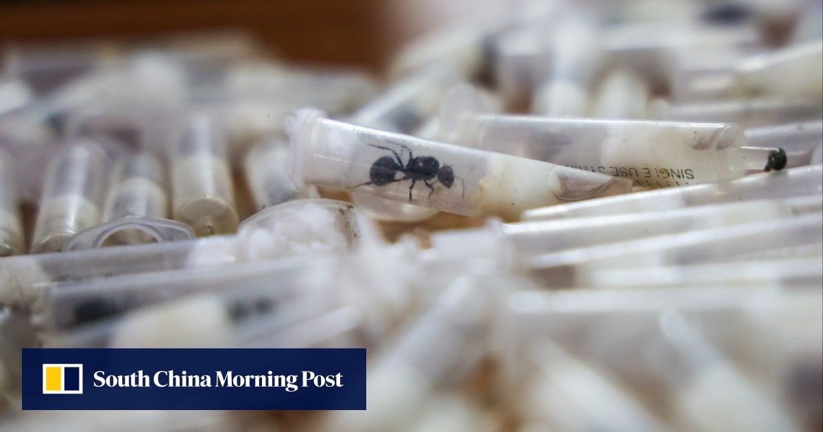 Why are smugglers swarming East Africa for ants to send to China and Europe?