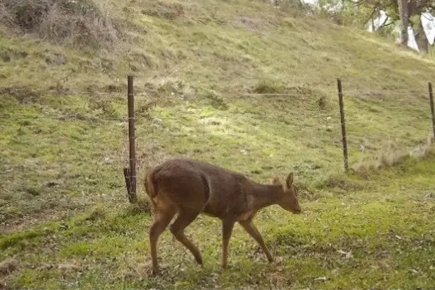 A small feral deer in a paddock.
