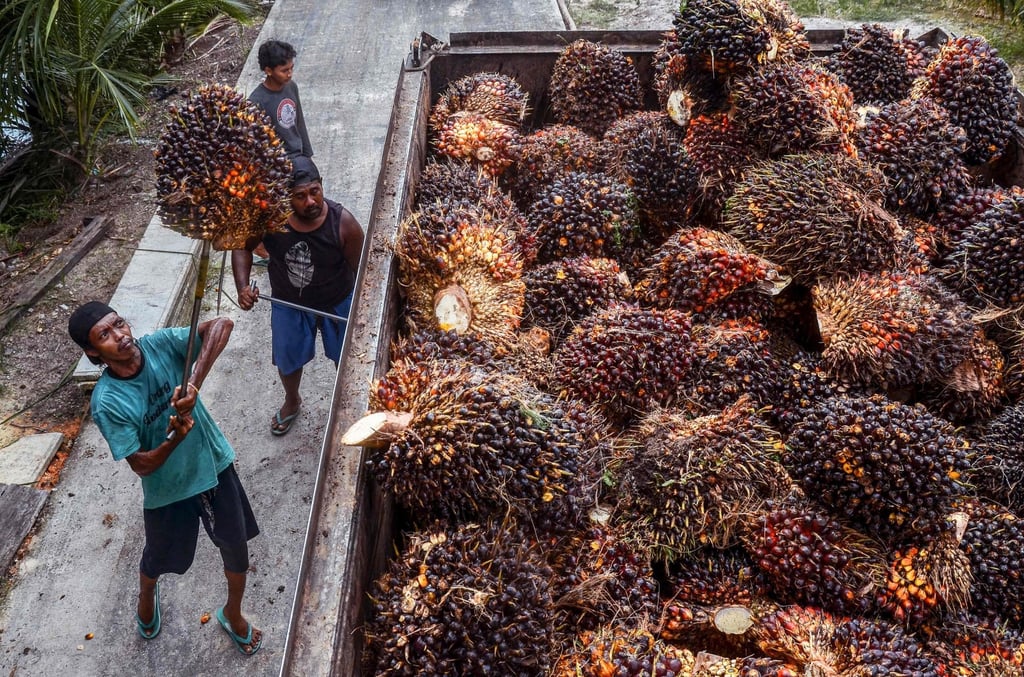 Workers transfer harvested palm fruits to a transport truck at a palm plantation in Pekanbaru. Malaysia is projected to produce 20.2 million tonnes of palm oil in the 2025-26 season. Photo: AFP