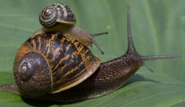 Amazing slugs and snails in New Zealand