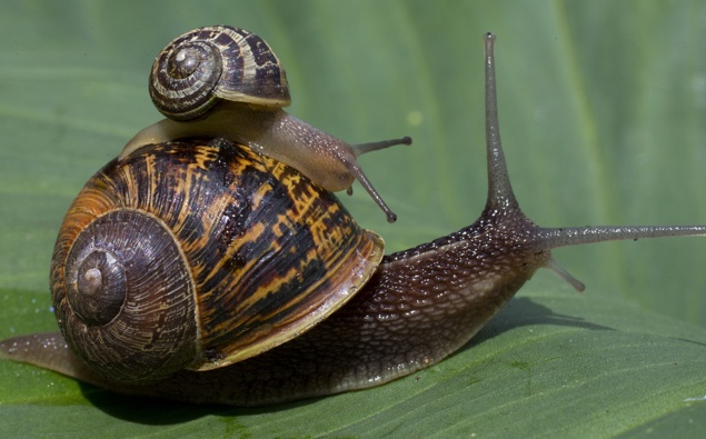 Amazing slugs and snails in New Zealand