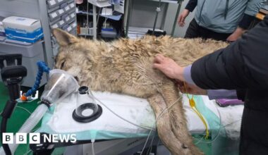 Neukgu: South Korea's runaway wolf finally captured after nine-day search - BBC