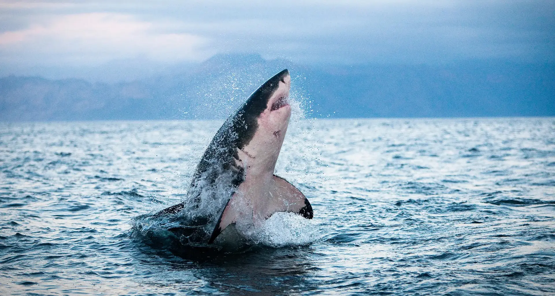 Sharks and tuna are overheating and running out of options