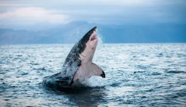 Sharks and tuna are overheating and running out of options