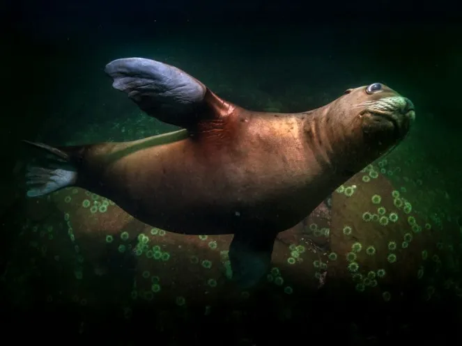A Steller's sea lion hovering weightlessly above a field of sea urchins.