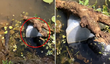 Disturbing invasive discovery in Aussie dam triggers nationwide warning: 'Ten of thousands in hours'