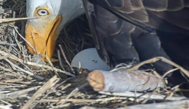 Pip pip hooray! One of Jackie and Shadow's chicks is starting to break out of its shell