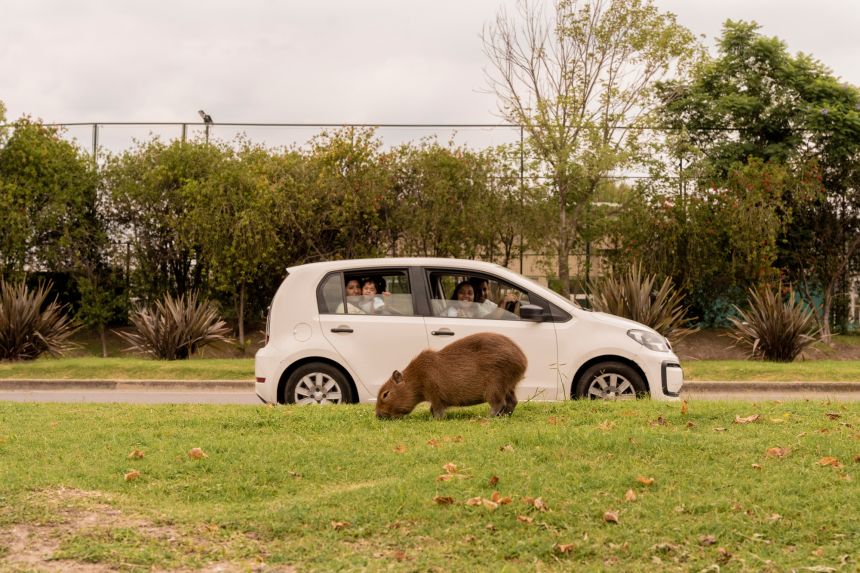 Anita Pouchard Serra was runner-up in the Wildlife & Nature category for her work documenting capybaras, the world's largest rodent, at an exclusive private development in Argentina.