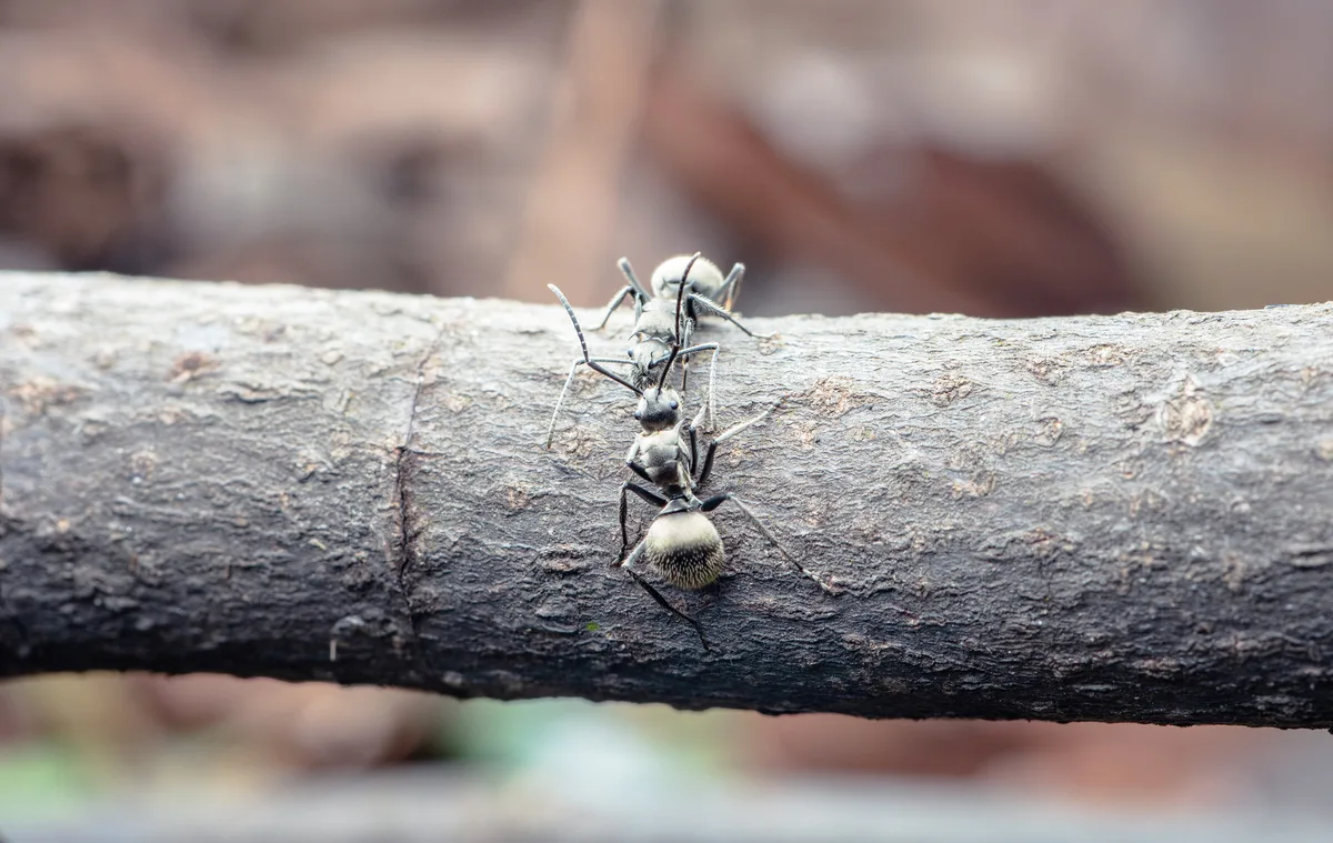 Two ants fighting on a branch