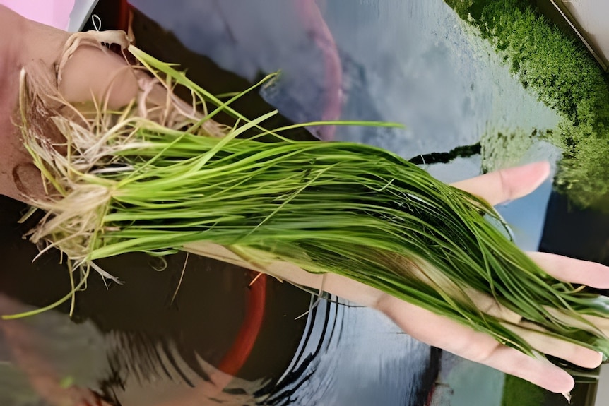 A long clump of Vallisneria being held on someone's arm.