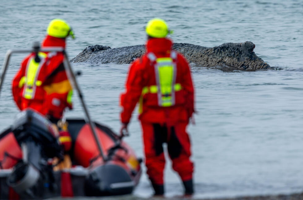 Environmental groups, maritime police, work crews with excavators and millionaire sponsors have all become involved in the rescue