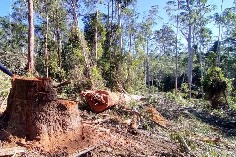 a tree illegally logged at Wild Cattle Creek State Forest 