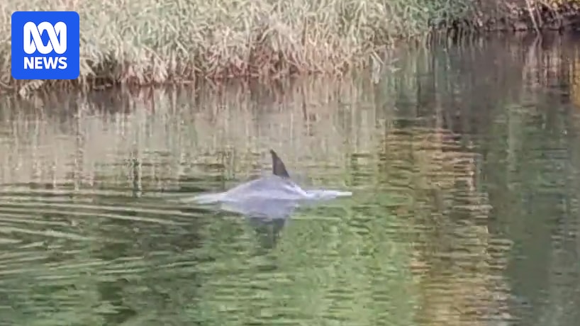 Dolphin spotted in Melbourne's Yarra River probably hunting prey, researcher says