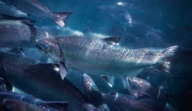 New Zealand King Salmon lifts outlook on improved fish performance
