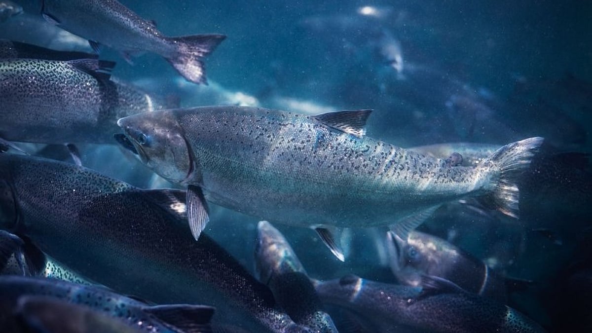 New Zealand King Salmon lifts outlook on improved fish performance