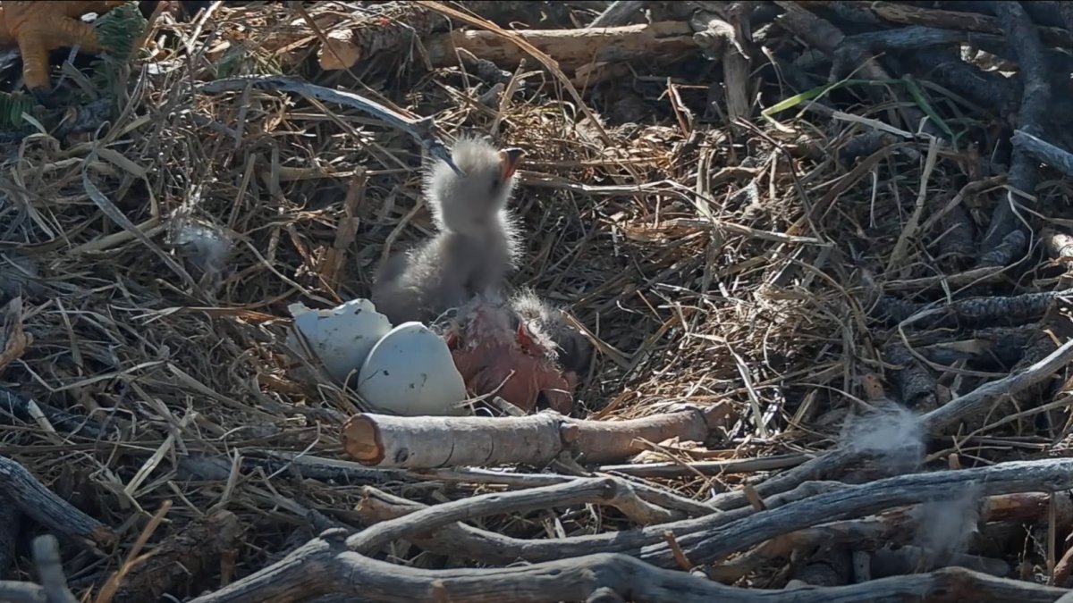Big Bear eagles Jackie and Shadow’s second egg hatches – NBC Los Angeles