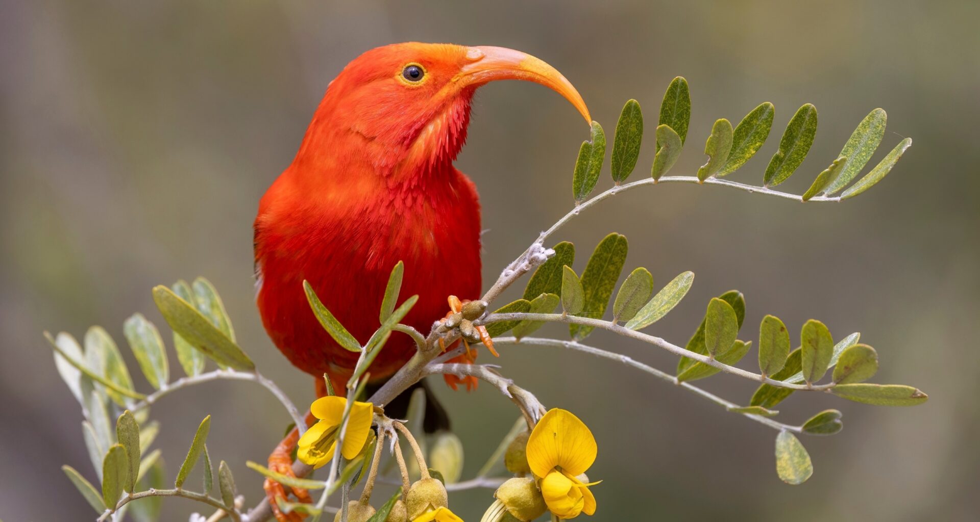 Birds in Hawaii are stealing nest materials from each other